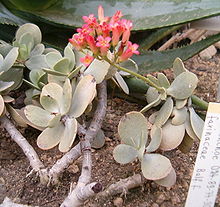 Kalanchoe farinacea BotGardBln271207.jpg