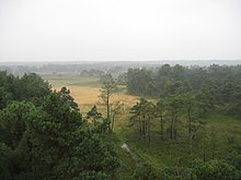 Gözetleme kulesinin tepesinden Kalmthout Heath manzarası, 11 Eylül 2005.