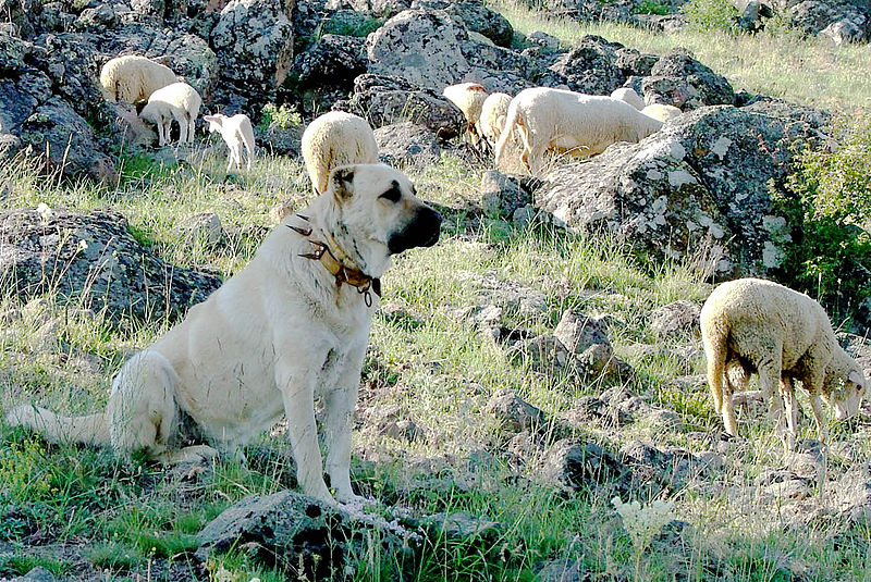 File:KangalTürkiyede part.jpg