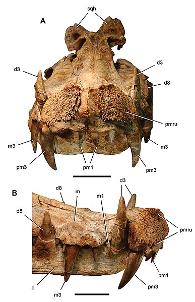 File:Kaprosuchus snout.jpg