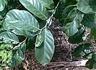 Karanj tree leaves Chinawal.jpg