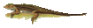 Kentropyx striata