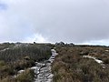 Ein Kap-Klippspringer auf dem Tafelberg-Plateau.