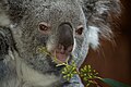 Koala_bear - Koala Portraits