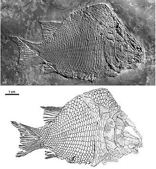 <i>Kyphosichthys</i> Extinct genus of ray-finned fishes