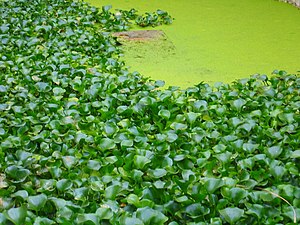 Jacintos de agua y otras plantas se han hecho ...