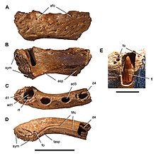 Holotype dentary of L. maghrebensis Laganosuchus maghrebensis.jpg