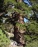 trunk and foliage