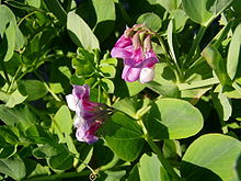 Lathyrus japonicus 1.jpg