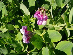 Lathyrus japonicus 1. jpg