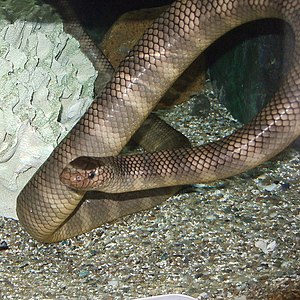 Puolinauhainen flattail (Laticauda semifasciata)