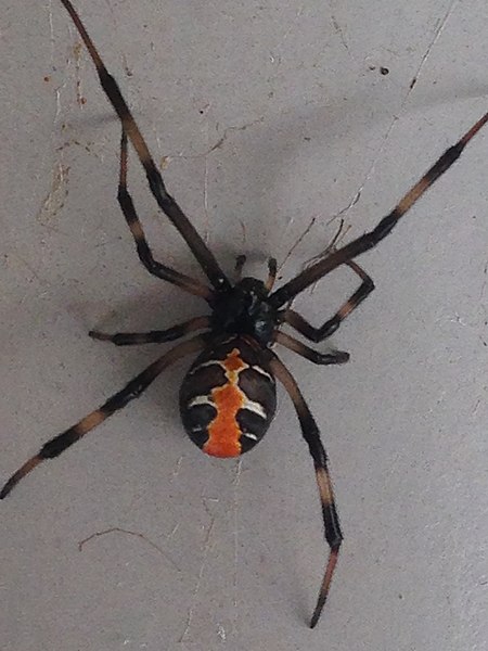 File:Latrodectus hasseltii, juvenile.jpg