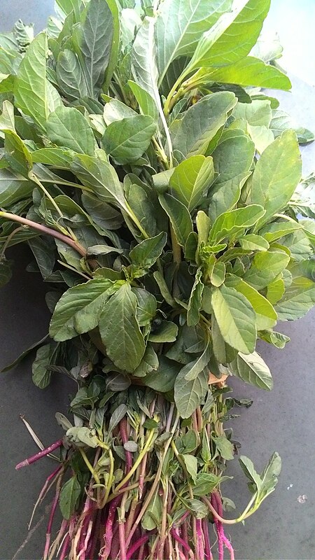 ไฟล์:Leafy vegetable Amaranthus roxbur gianus CEE MGB.jpg