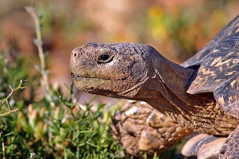 File:Leopard tortoise (Stigmochelys pardalis) head.jpg