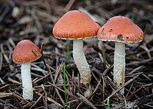 Wikipedia Wikiproject Missing Encyclopedic Articles Global Names - leratiomyces ceres image leratiomyces ceres formerly known as stropharia aurantiaca hypholoma aurantiaca