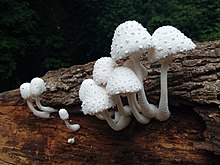 Champignon noir — Wikipédia