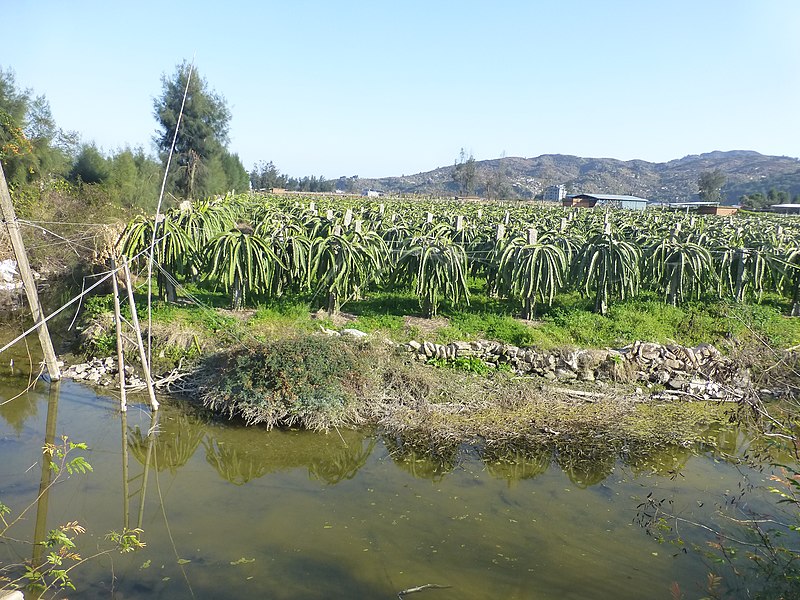 File:Lianjiang County - Dongdai Town - Yangguang Dragong Fruit Farm - P1510424.JPG