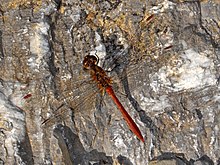 Libellulidae - Sympetrum meridionale - männlich.JPG