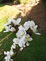 Libertia chilensis