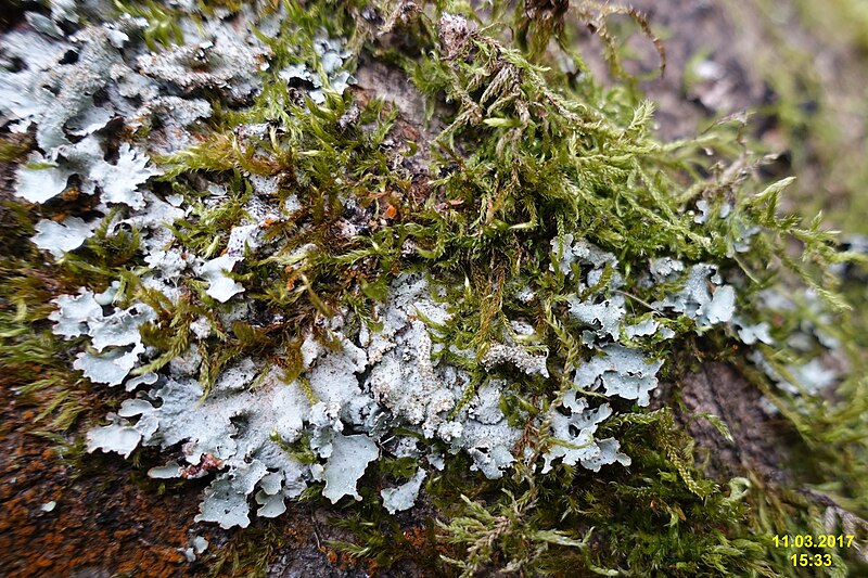 File:Lichen-covered tree trunk (WGP) (33359827366).jpg