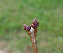 Dormant lilac buds Lilac buds.jpg