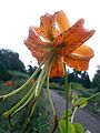 Henrys Lilie im Botanischen Garten zu Berlin im Artikel Henrys Lilie seit 02.09.2005 durch Benutzer:Abubiju in Galerie der Blütenfarbe gelb-orange und Bildsuche/Blütenfarbe gelb-orange aufgenommen