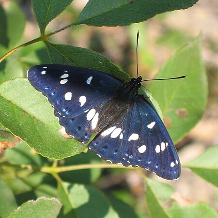 Tập_tin:Limenitis_reducta_01.jpg