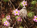 Mount Diablo State Park