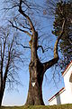 Baum im Vorfrühling