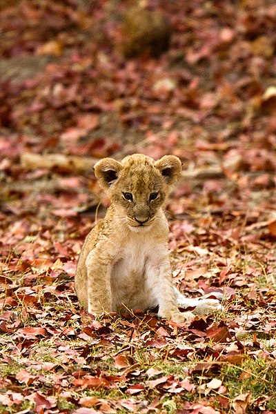 File:Lion Cub (South Luangwa National Park).jpg