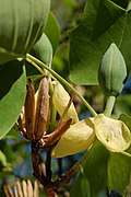 Liriodendron tulipifera : bouton de fleur et restes de fruit sec