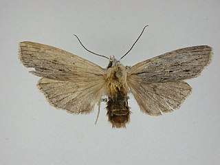 <i>Lithophane lemmeri</i> Species of moth