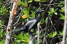 Little Cormorant, Balapitiya, Sri Lanka (7568505286).jpg