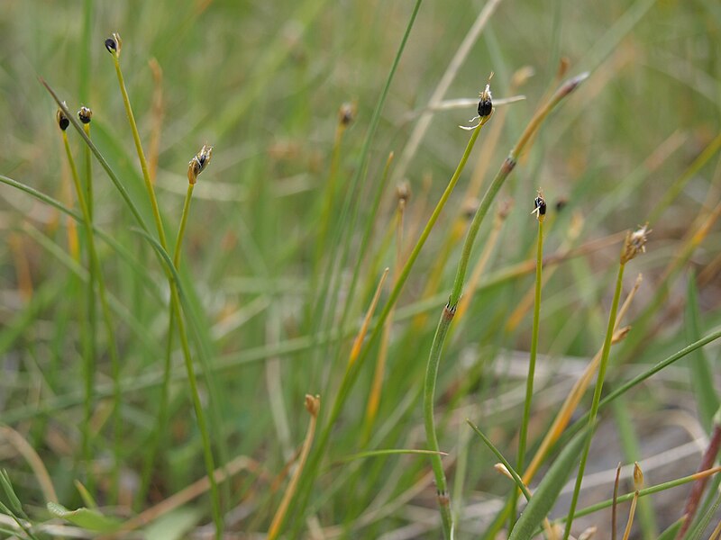 File:Little bulrush, Trichophorum pumilum (28258216359).jpg