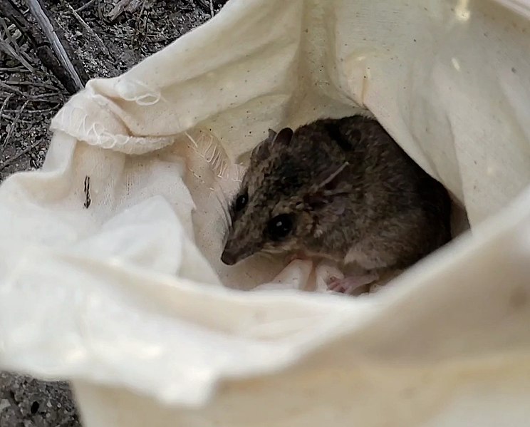 File:Little long-tailed dunnart 2022 AMNP.jpg