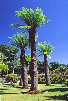 Logan Botanic Garden, Wigtownshire Logan Botanic Garden.jpg