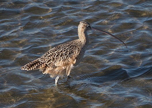 Long-billed curlew, Crissy Field