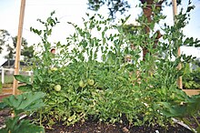 Lonsdale Community Garden on the corner of Louisiana Avenue and Burnside. Lonsdale Community Garden.jpg