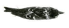 Thumbnail for Hispaniolan crossbill
