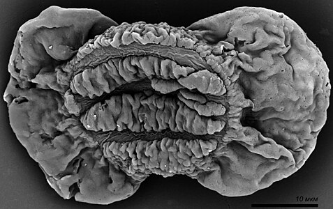 Early Triassic (251 Ma) gymnosperm pollen Lunatisporites transversundatus (Jansonius) Fisher