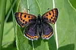 Lycaena helle – Männchen