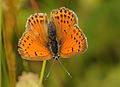 Lycaena ochimus Turkish Fiery Copper Alevli Ateşgüzeli