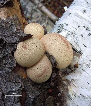 Lycoperdon pyriforme Sasata scale.jpg