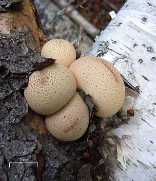 <i>Apioperdon</i> Genus of fungi