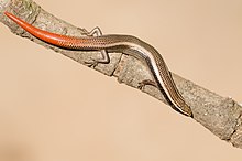 Ligosoma bkz.  punktata juvenile.jpg