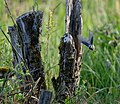 * Nomination: Eurasian blue tit in flight. --Musicaline 15:39, 19 May 2019 (UTC) * * Review needed