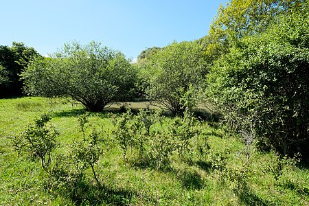 Mühlhauser Halde 0439