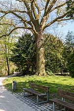 Thumbnail for File:Münster, Park Sentmaring, Naturdenkmal -- 2015 -- 5660.jpg