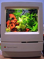 A Macquarium Macquarium.jpg