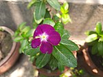 Purple Catharanthus roseus